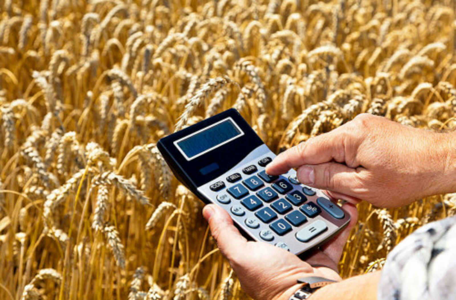 В Башкирии принимают заявки на гранты для семейных ферм, сельхозпотребкооперативов и «Агропрогресс»
