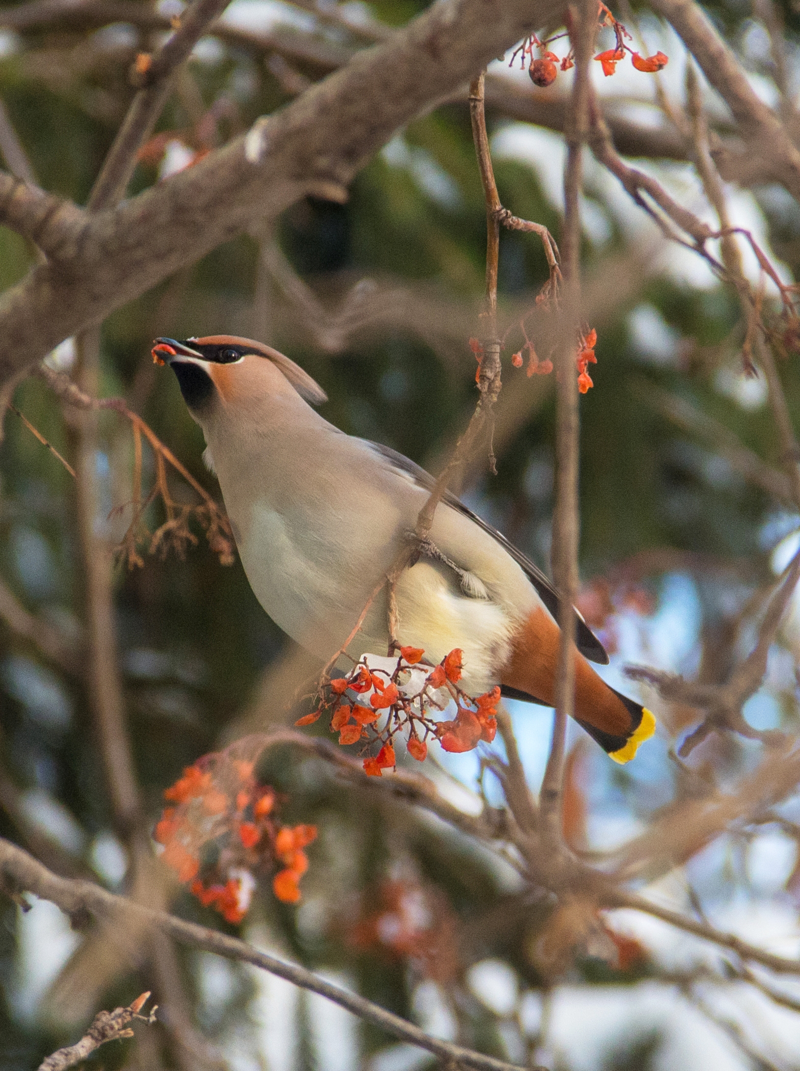 Морозная ночь и мягкий день: погода в Башкирии на 24 февраля