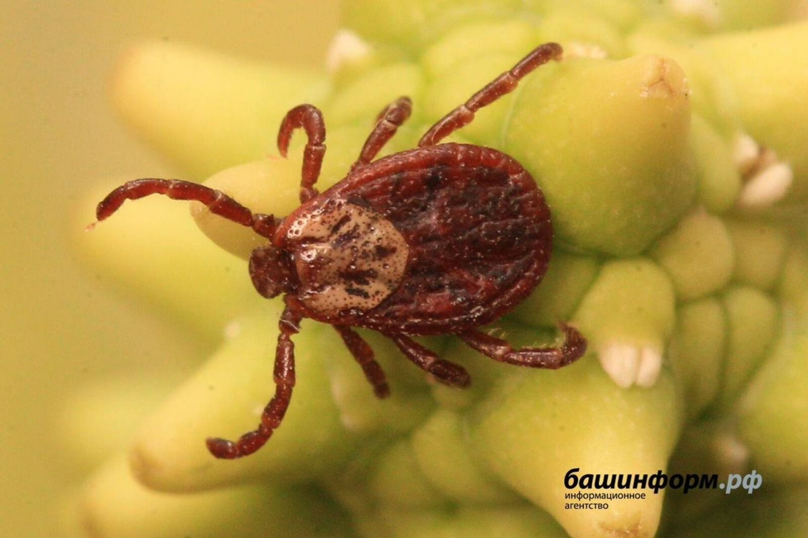 Клещи в Башкирии: число укушенных выросло