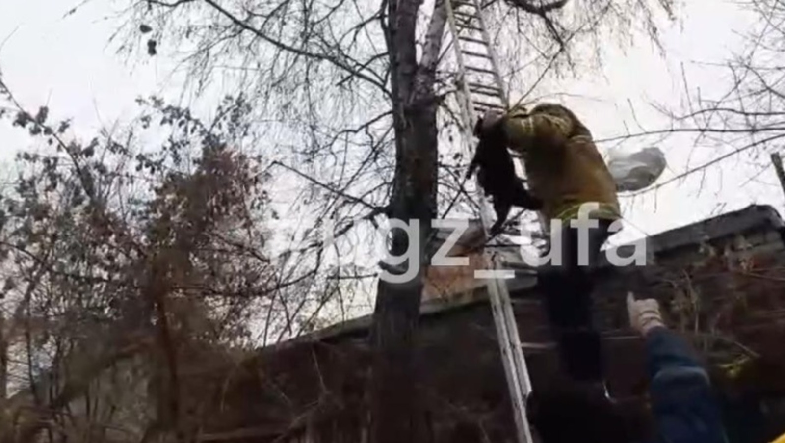 Кошка-альпинистка: спасатели сняли животное с дерева в Уфе