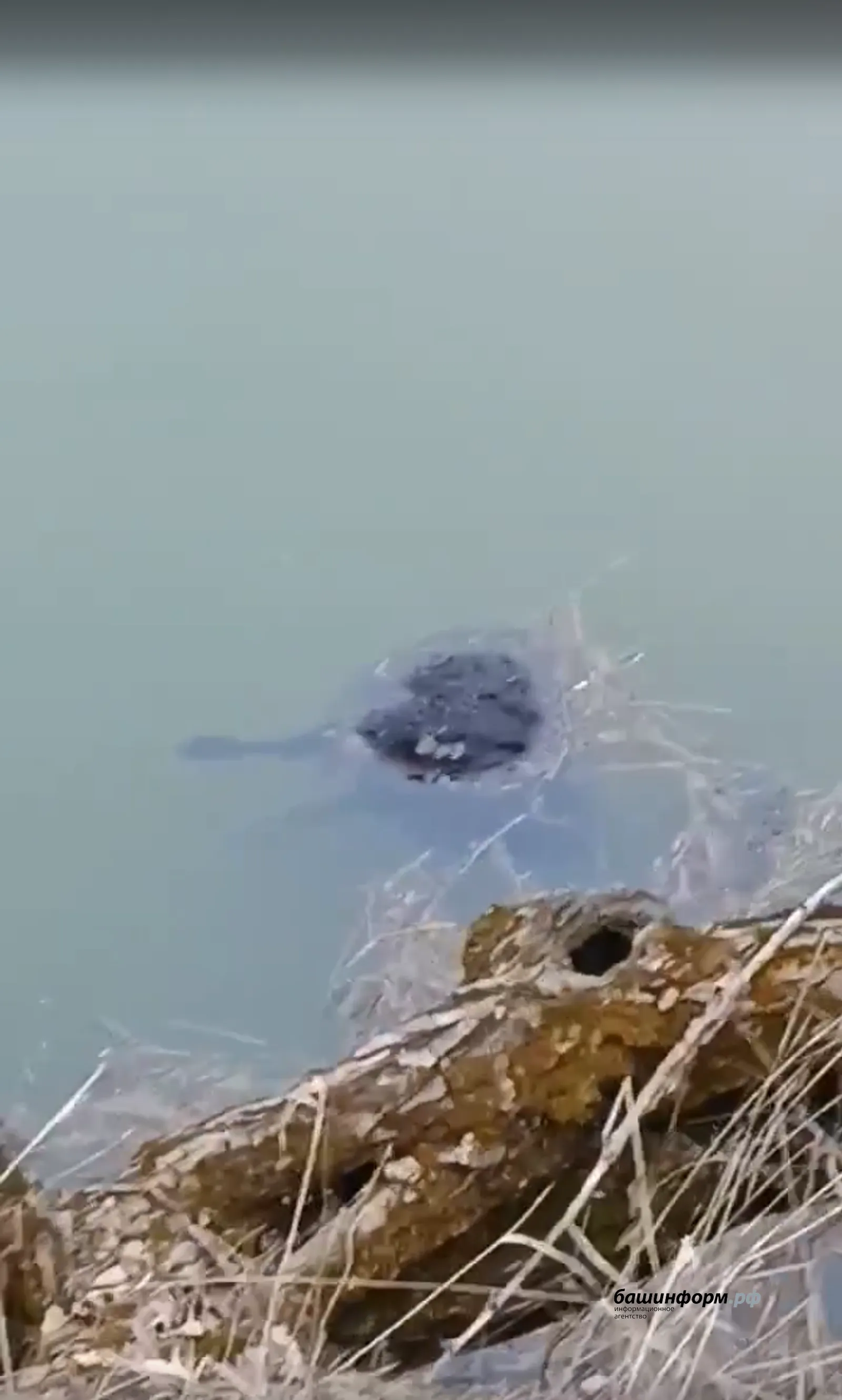 Лёд на озере Узеть сошёл: в Башкиии всплыли овцы, утонувшие в декабре