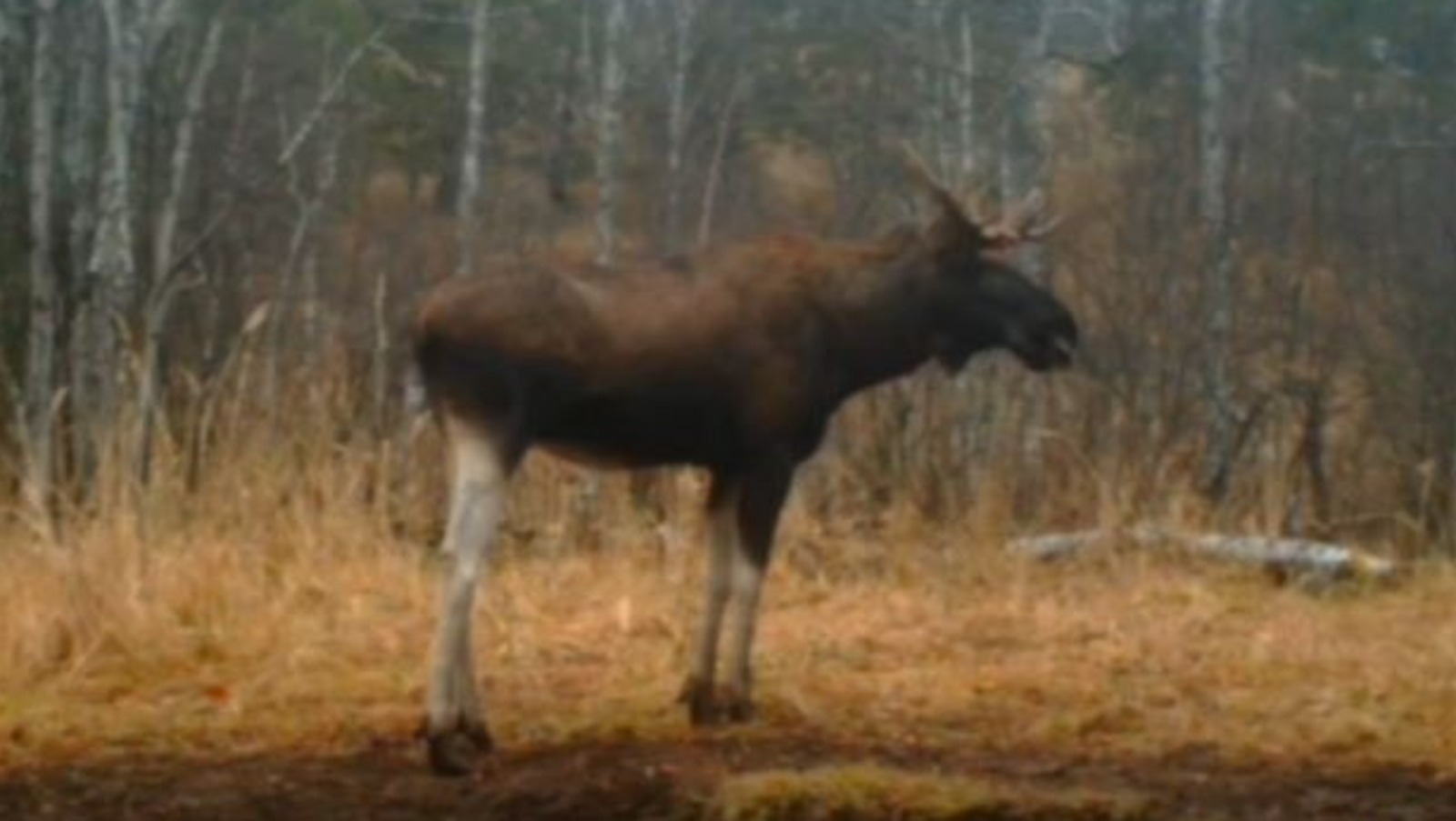 Зима в Башкирии без снега: медведь не спит, заяц заметен, птицы счастливы