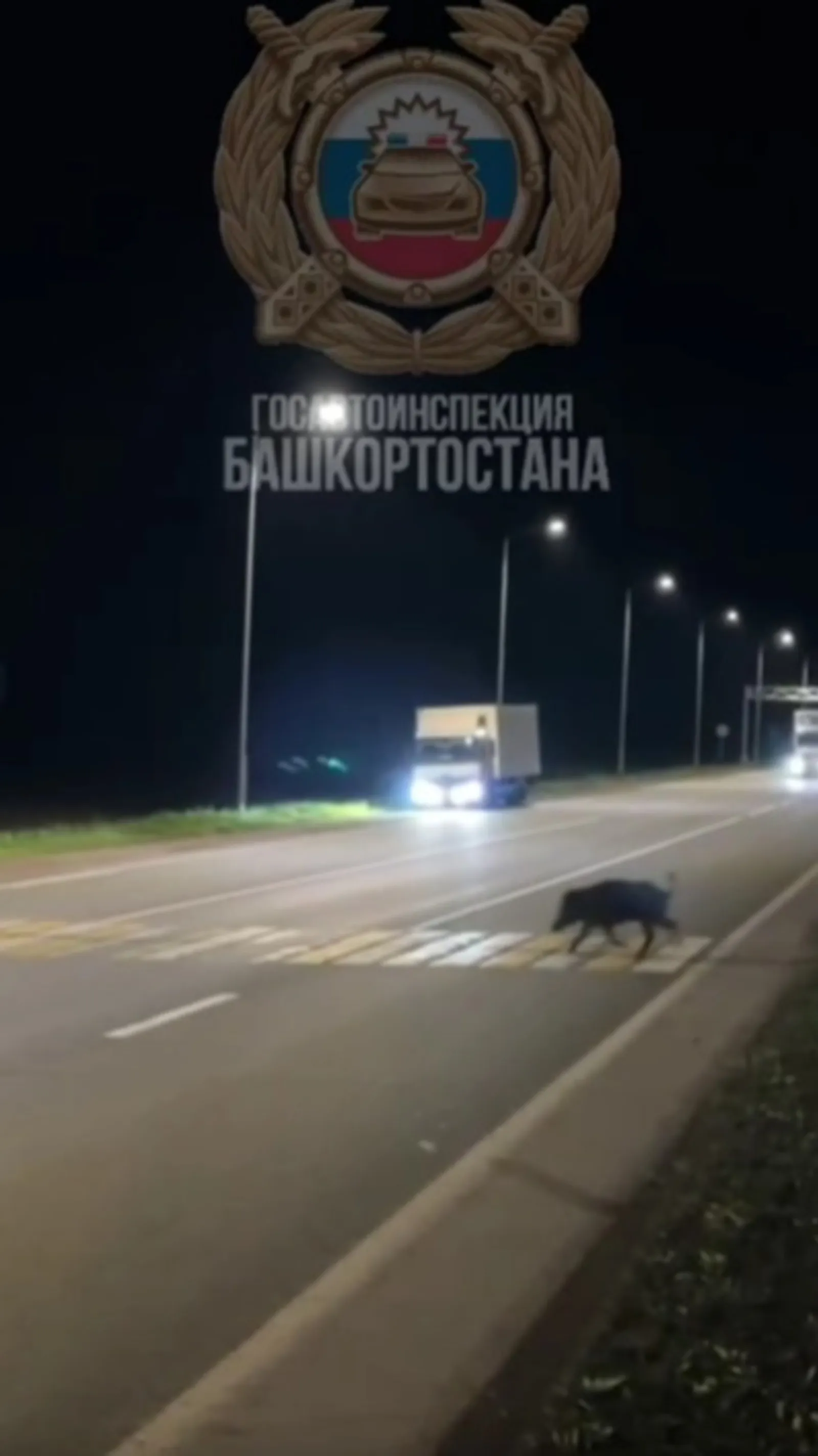 «Кабан с ПДД на “ты”: В Башкирии дикий зверь перешёл трассу по зебре