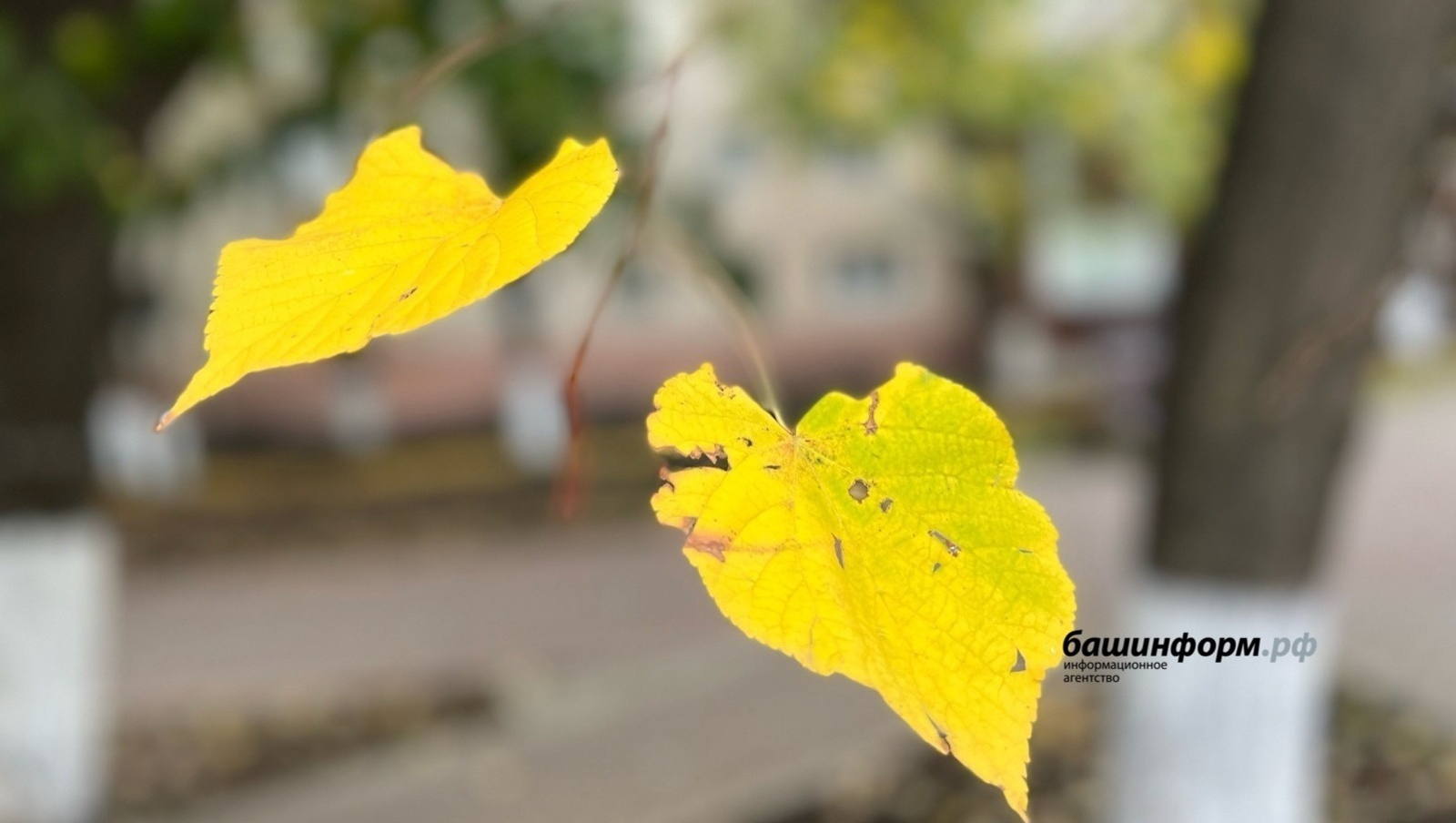 Синоптики Башкирии зафиксировали аномально теплый ноябрьский день