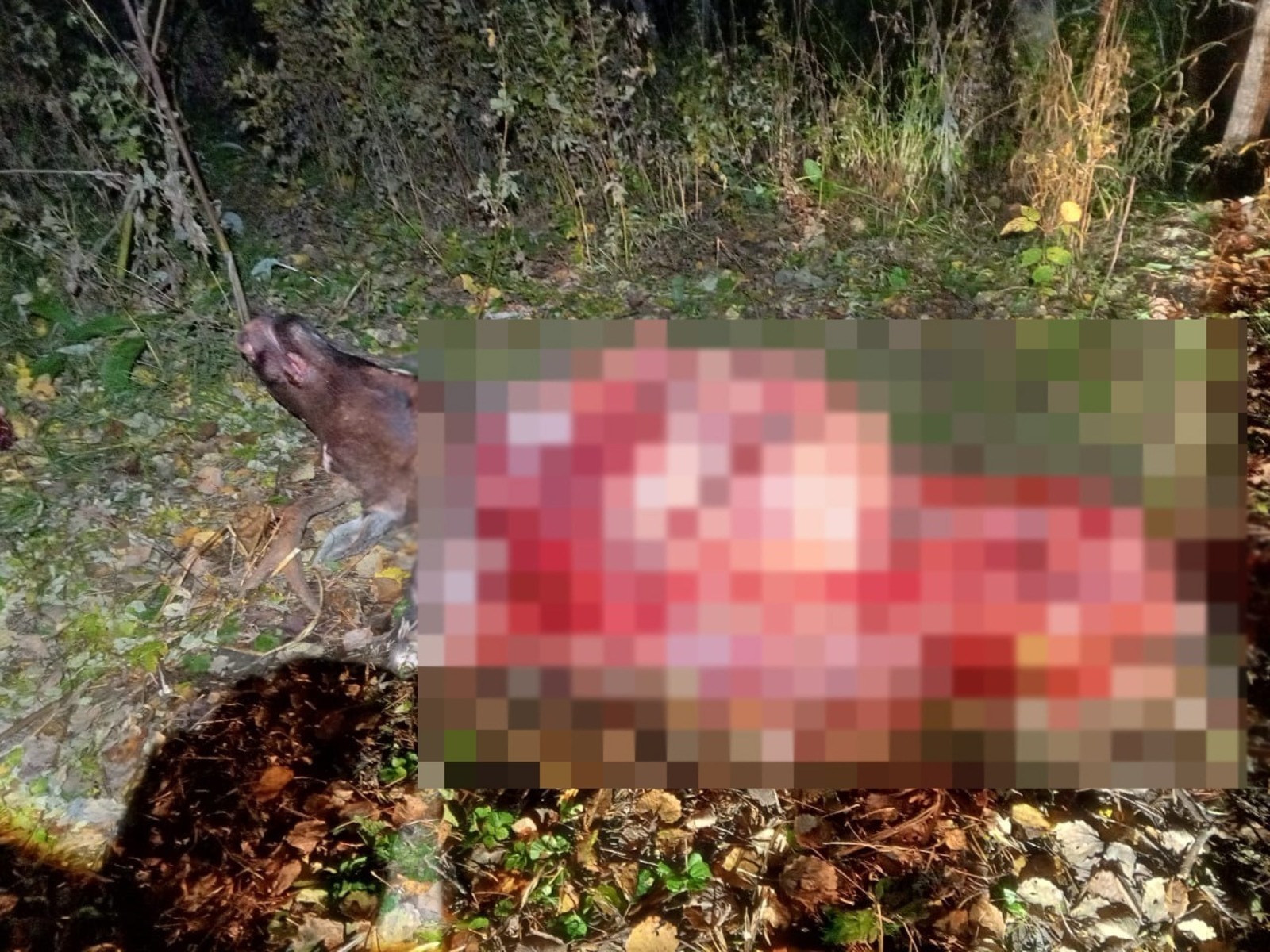 В Башкортостане задержали браконьера, убившего лося