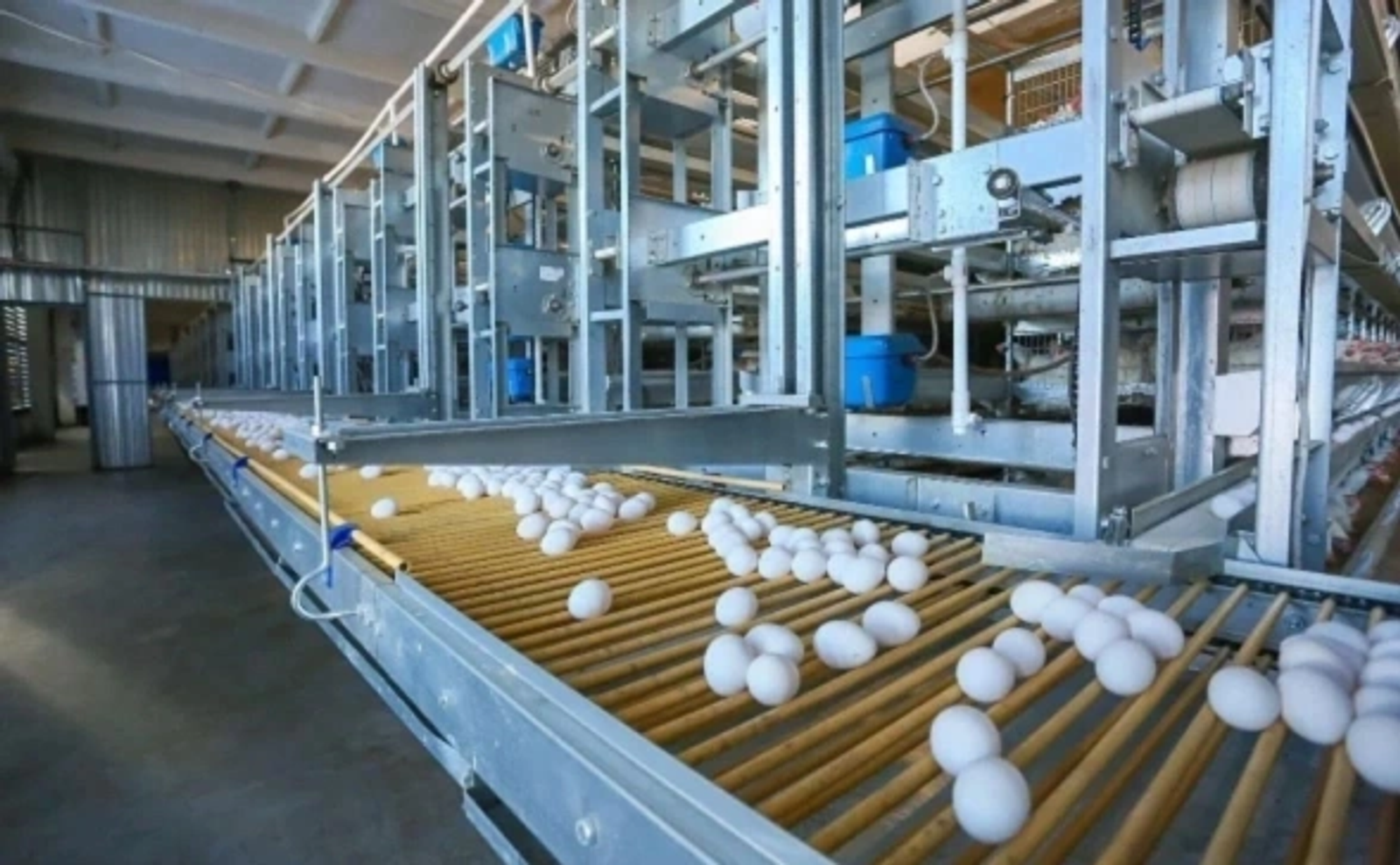 Производство яиц в Башкирии увеличили в два раза