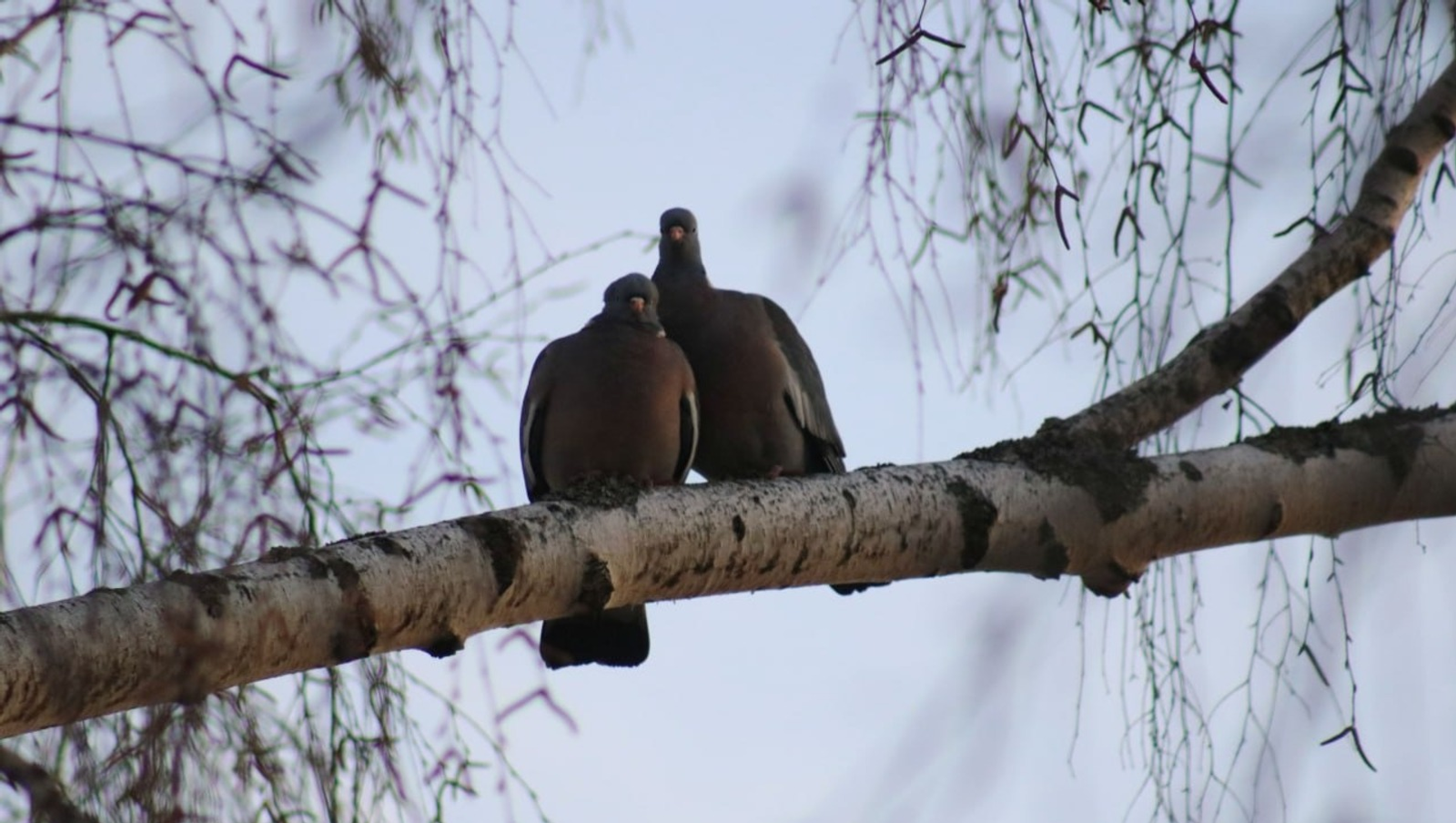 Редкая встреча: в лесах Башкирии засняли пару диких вяхирей