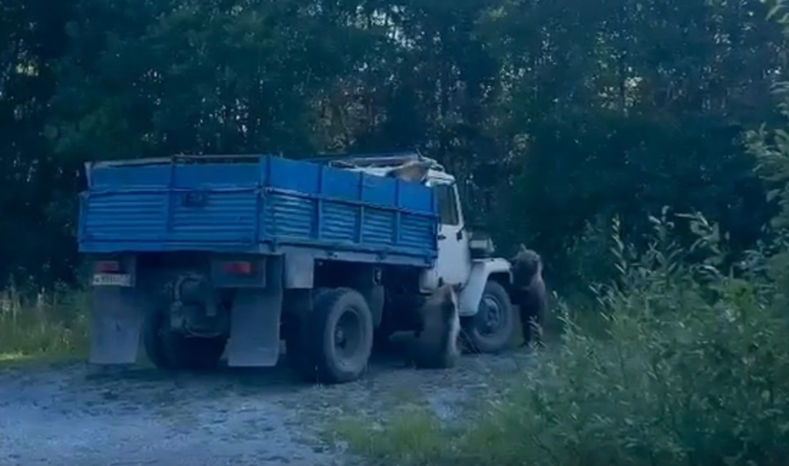 В Башкирии три медведя захватили грузовик