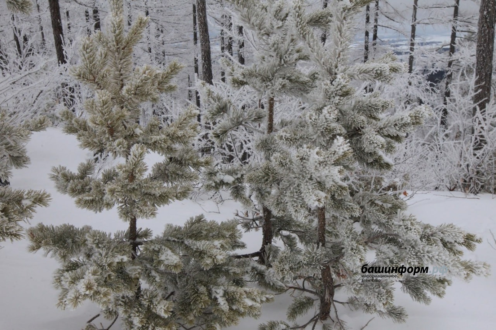 Рысь вышла из леса и напала на ребёнка в лагере под Уфой