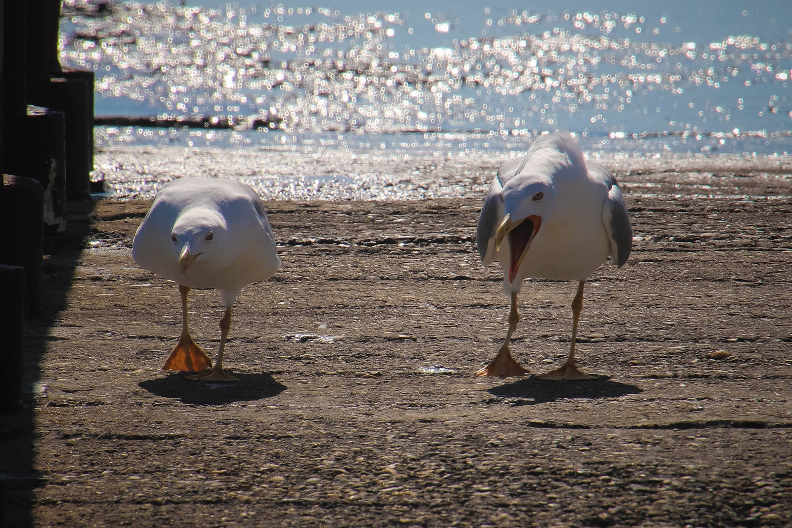 Как получить путёвку в «Артек»: там ждут таланты