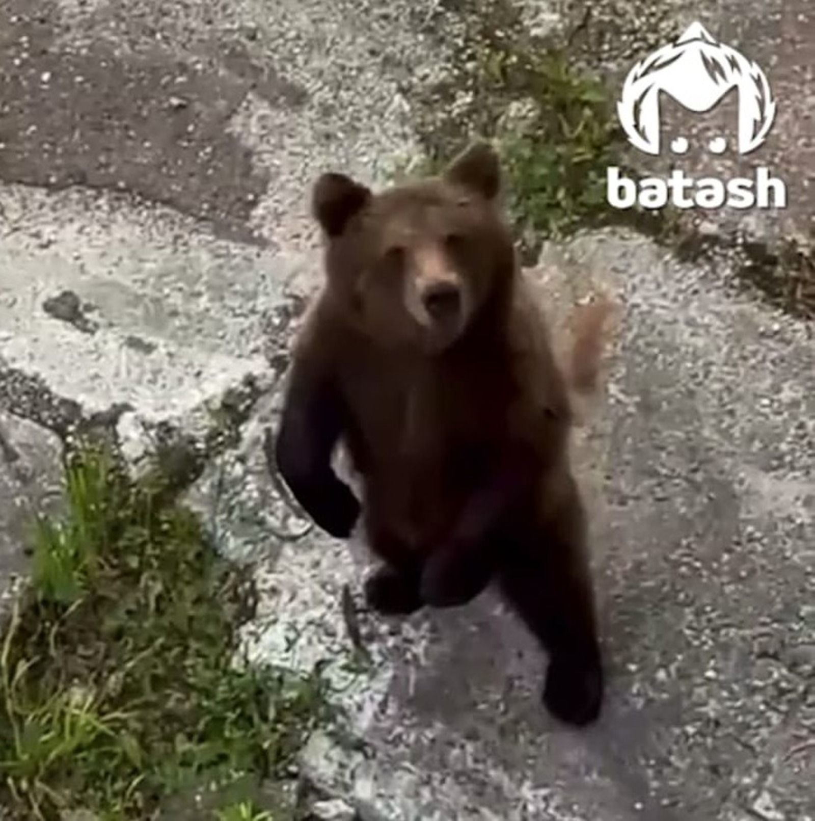 Три медведя навестили сотрудников столовой в Башкирии