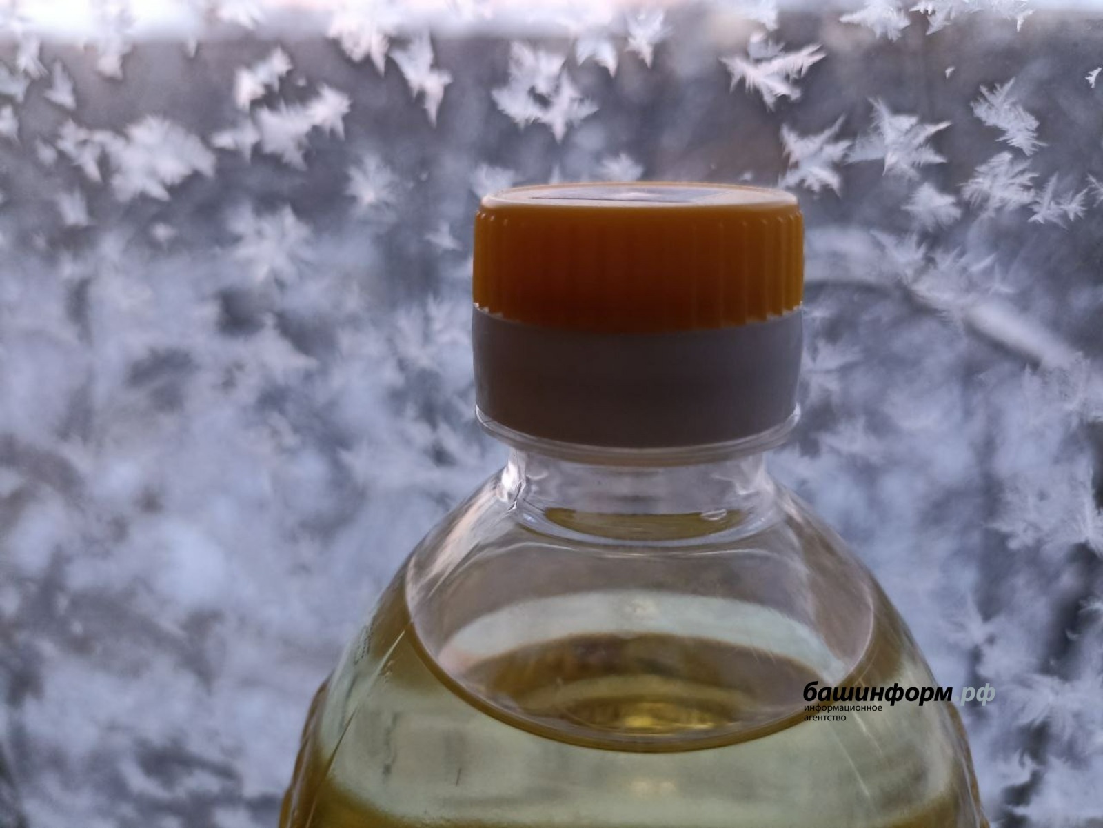 Башкирия наращивает экспорт подсолнечного масла в Китай